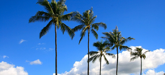 マダムヨーコの辛口旅サロン　ハワイで初個人旅行のレッスン～その1