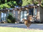 Russell - Orongo Bay Holiday Park