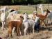 Silverstream Alpaca Farmstay and Tour