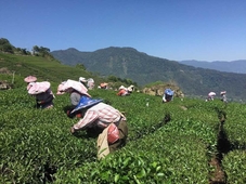 Tea Cloud Guest House