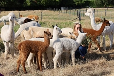 Silverstream Alpaca Farmstay and Tour