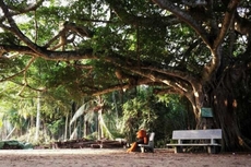 Bo'ao RongXia Youth Hostel (Banyan Tree Inn,Qionghai)