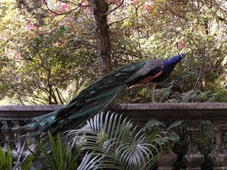 Kaliandra Sejati Eco Resort