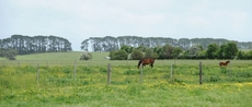 The Barn