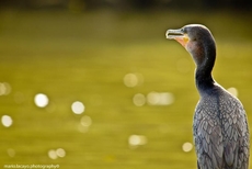 Cano Negro Natural Lodge