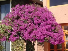 Hotel Arrecife De Coral