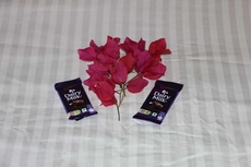 Chokhiwadi Forest Retreat