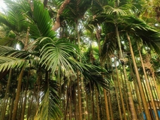 Shantadurga Beachside Homestay