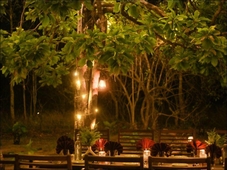 Saj In The Forest, Pench