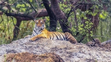 DTR Jungle Hideaways