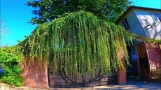 SDD Bamboo Village Resort