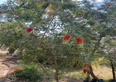 The Palash Vann - Deluxe Rooms 