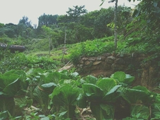 Knuckles Range Bunglow