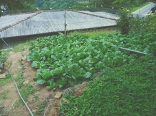 Knuckles Range Bunglow