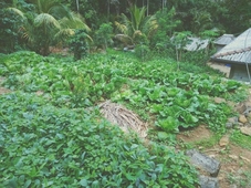 Knuckles Range Bunglow