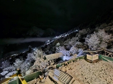 Auli Eco Nature Resort