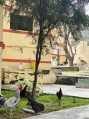 Corniche Inn Resorts