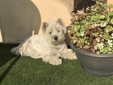 Hostellerie des Bichonnieres