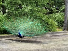 Tiffanys Bed & Breakfast