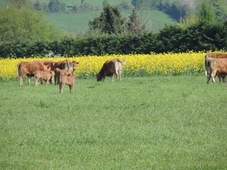 Les Vergers de la Vicomte d'Auge