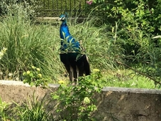 Chambre d'hotes Coquelicot