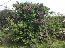 Chambre d'hotes Coquelicot