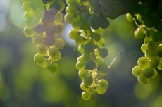 Domaine De Grande Font