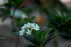 The Restfo Pench Tiger Resort