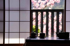 KIRI NO KAHORI SAKURA